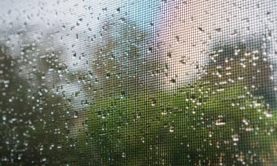 raindrops on a mosquito net on a rainy day; green trees in the b