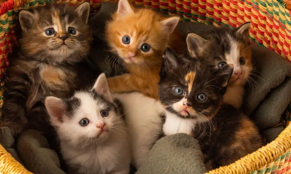 closeup shot of a litter of cute five kittens layi 2025 02 02 14 54 16 utc