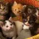 closeup shot of a litter of cute five kittens layi 2025 02 02 14 54 16 utc